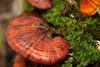 Ganoderma Lucidum (Fruit bodies with Opened Spores, Ling zhi)